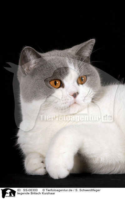 liegende Britisch Kurzhaar / lying British Shorthair / SS-06300