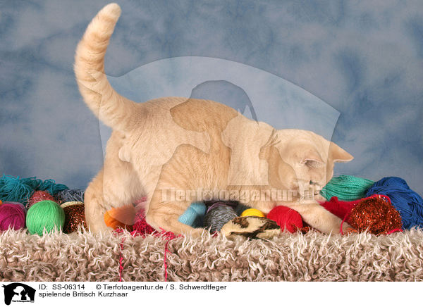 spielende Britisch Kurzhaar / playing British Shorthair / SS-06314