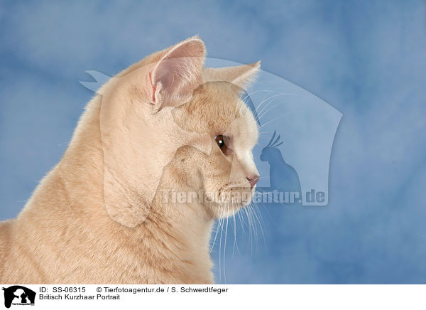 Britisch Kurzhaar Portrait / SS-06315