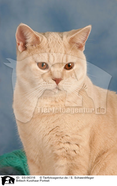 Britisch Kurzhaar Portrait / British Shorthair Portrait / SS-06316