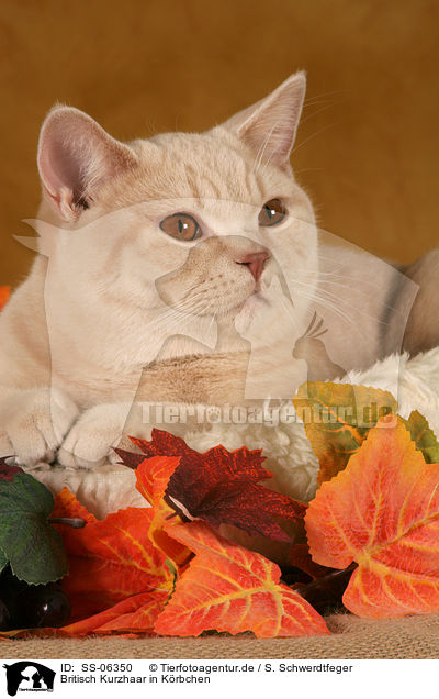 Britisch Kurzhaar in Krbchen / British Shorthair in catbed / SS-06350