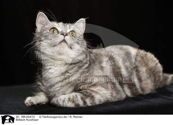 Britisch Kurzhaar / British Shorthair / RR-09472