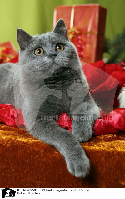 Britisch Kurzhaar / British Shorthair / RR-09507