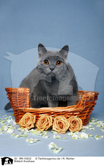 Britisch Kurzhaar / British Shorthair / RR-10622