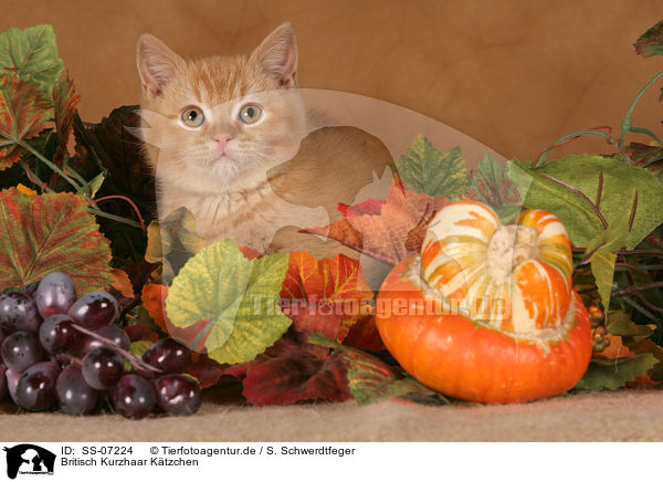 Britisch Kurzhaar Ktzchen / British shorthair kitten / SS-07224