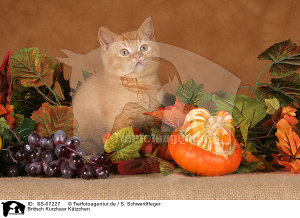 Britisch Kurzhaar Ktzchen / British shorthair kitten / SS-07227