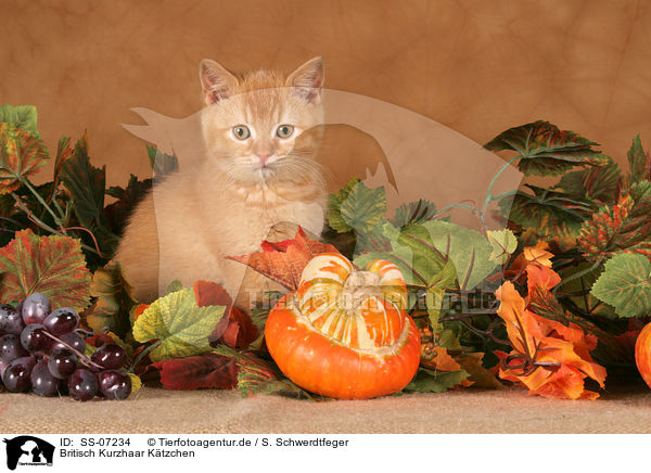 Britisch Kurzhaar Ktzchen / British shorthair kitten / SS-07234