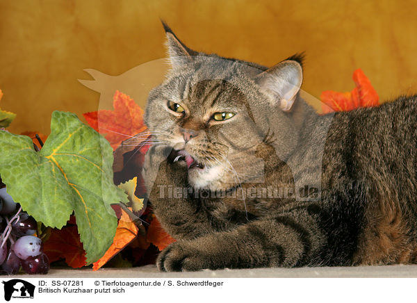 Britisch Kurzhaar putzt sich / British Shorthair is cleaning itself / SS-07281