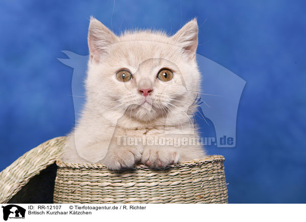 Britisch Kurzhaar Ktzchen / British Shorthair Kitten / RR-12107