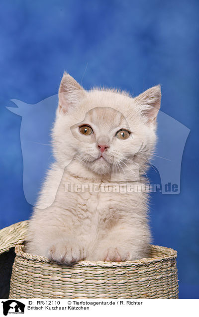 Britisch Kurzhaar Ktzchen / British Shorthair Kitten / RR-12110