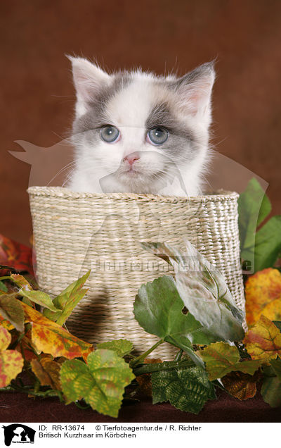Britisch Kurzhaar im Krbchen / kitten in basket / RR-13674
