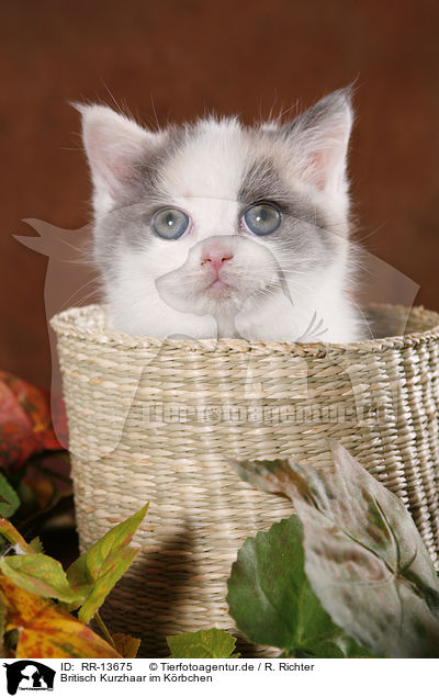 Britisch Kurzhaar im Krbchen / kitten in basket / RR-13675