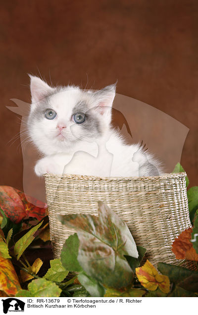 Britisch Kurzhaar im Krbchen / kitten in basket / RR-13679