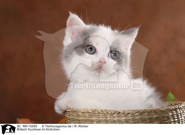 Britisch Kurzhaar im Krbchen / kitten in basket / RR-13680