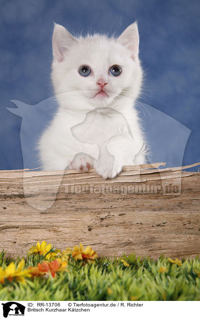Britisch Kurzhaar Ktzchen / British Shorthair Kitten / RR-13706
