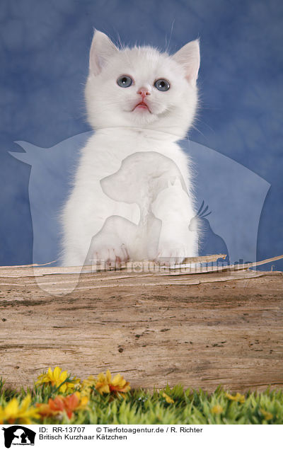 Britisch Kurzhaar Ktzchen / British Shorthair Kitten / RR-13707