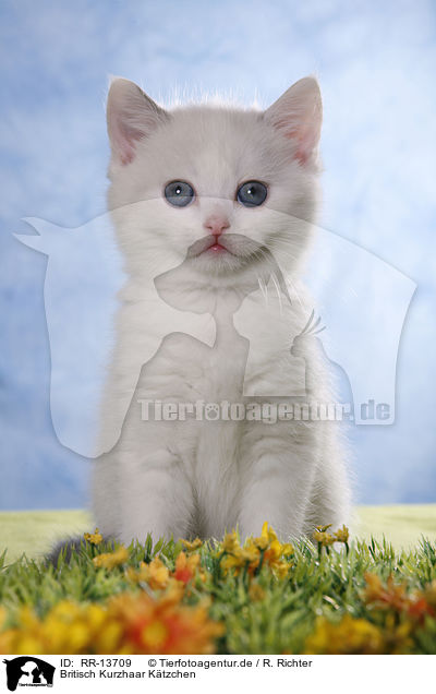 Britisch Kurzhaar Ktzchen / British Shorthair Kitten / RR-13709