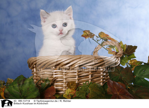 Britisch Kurzhaar im Krbchen / kitten in basket / RR-13718