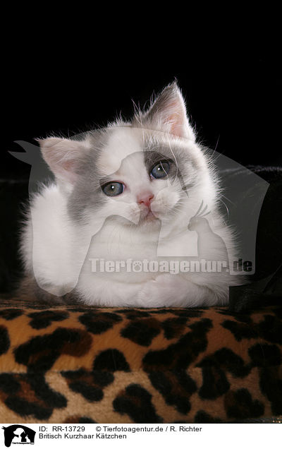 Britisch Kurzhaar K�tzchen / British Shorthair Kitten / RR-13729