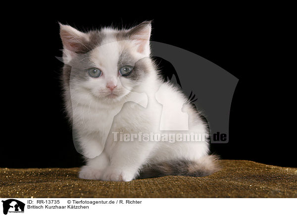 Britisch Kurzhaar Ktzchen / British Shorthair Kitten / RR-13735