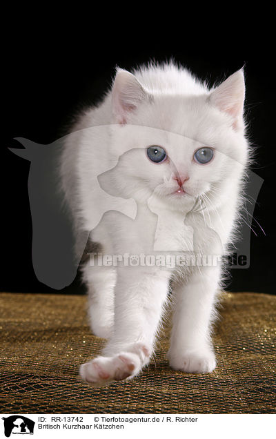 Britisch Kurzhaar Ktzchen / British Shorthair Kitten / RR-13742