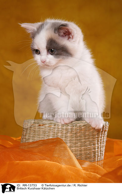 Britisch Kurzhaar Ktzchen / British Shorthair Kitten / RR-13753