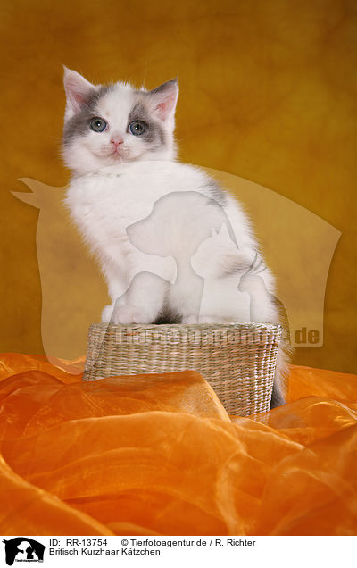 Britisch Kurzhaar Ktzchen / British Shorthair Kitten / RR-13754