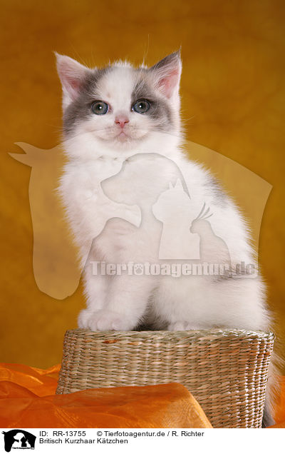 Britisch Kurzhaar Ktzchen / British Shorthair Kitten / RR-13755