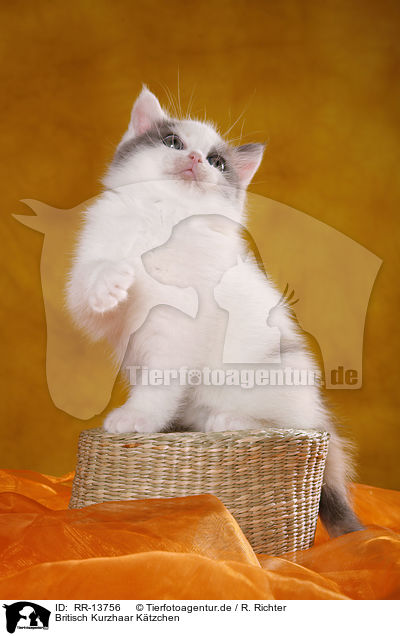 Britisch Kurzhaar Ktzchen / British Shorthair Kitten / RR-13756