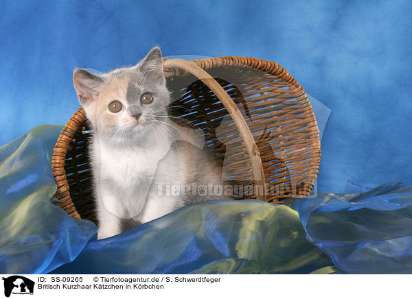 Britisch Kurzhaar K�tzchen in K�rbchen / British Shorthair Kitten in basket / SS-09265