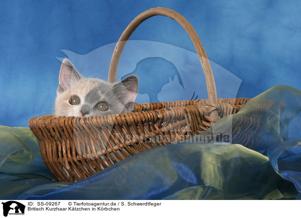 Britisch Kurzhaar K�tzchen in K�rbchen / British Shorthair Kitten in basket / SS-09267