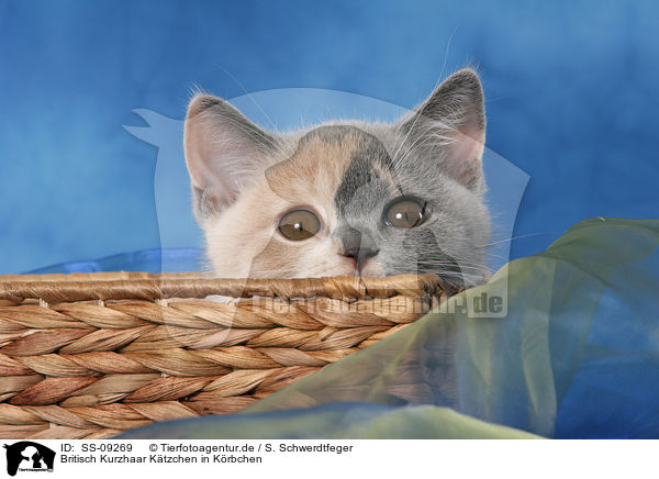 Britisch Kurzhaar K�tzchen in K�rbchen / British Shorthair Kitten in basket / SS-09269