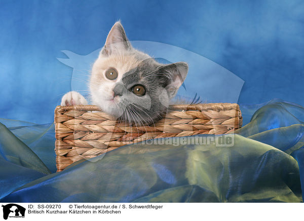 Britisch Kurzhaar K�tzchen in K�rbchen / British Shorthair Kitten in basket / SS-09270