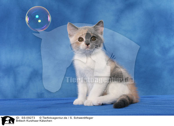 Britisch Kurzhaar Ktzchen / British Shorthair Kitten / SS-09273