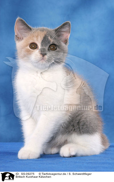 Britisch Kurzhaar K�tzchen / British Shorthair Kitten / SS-09275