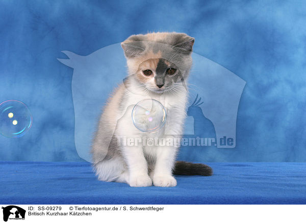 Britisch Kurzhaar Ktzchen / British Shorthair Kitten / SS-09279