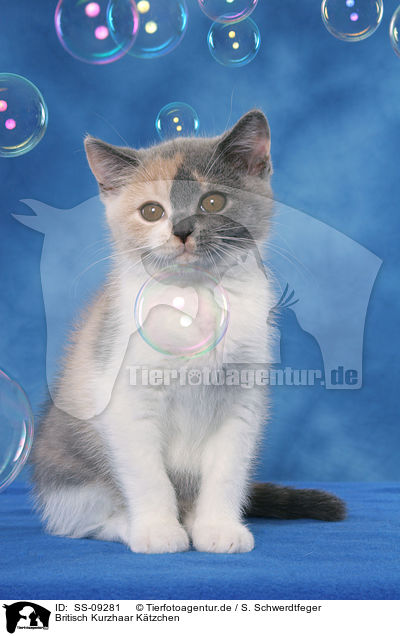 Britisch Kurzhaar Ktzchen / British Shorthair Kitten / SS-09281