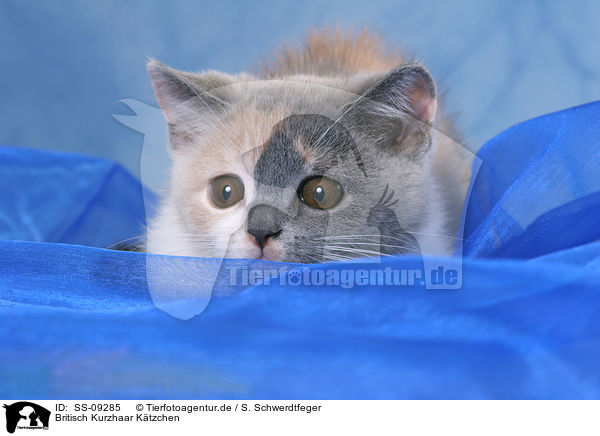 Britisch Kurzhaar Ktzchen / British Shorthair Kitten / SS-09285