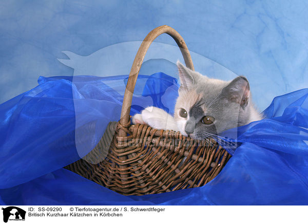 Britisch Kurzhaar K�tzchen in K�rbchen / British Shorthair Kitten in basket / SS-09290