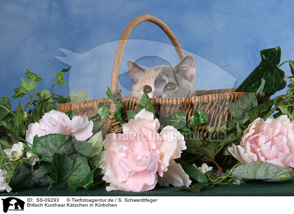 Britisch Kurzhaar Ktzchen in Krbchen / British Shorthair Kitten in basket / SS-09293
