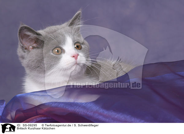 Britisch Kurzhaar Ktzchen / British Shorthair Kitten / SS-09295