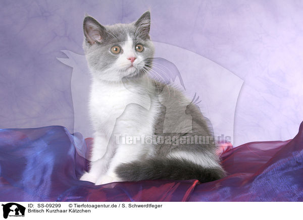 Britisch Kurzhaar Ktzchen / British Shorthair Kitten / SS-09299