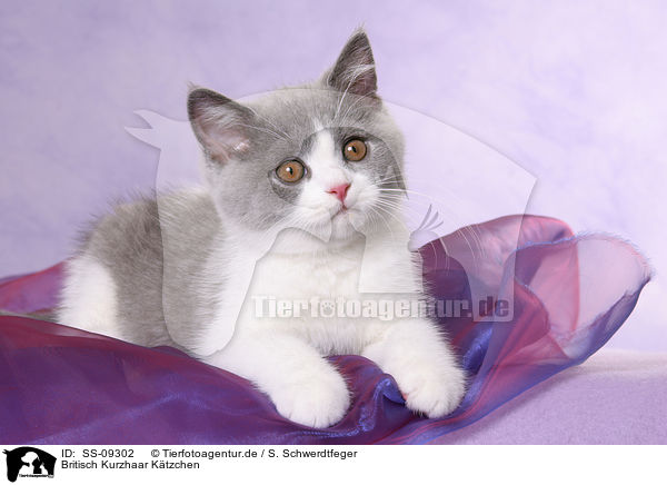 Britisch Kurzhaar Ktzchen / British Shorthair Kitten / SS-09302