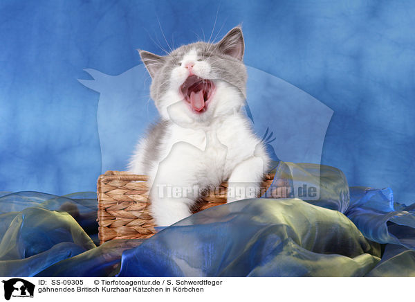 ghnendes Britisch Kurzhaar Ktzchen in Krbchen / yawning British Shorthair Kitten in basket / SS-09305