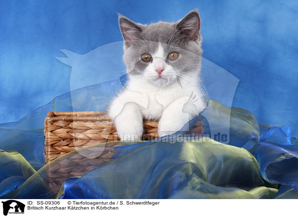 Britisch Kurzhaar Ktzchen in Krbchen / British Shorthair Kitten in basket / SS-09306