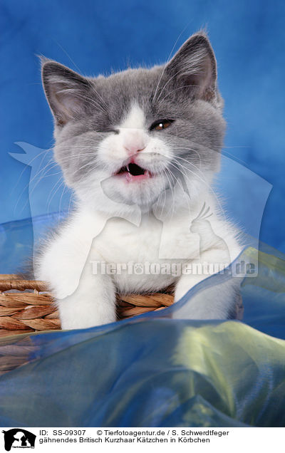 ghnendes Britisch Kurzhaar Ktzchen in Krbchen / funny British Shorthair Kitten in basket / SS-09307