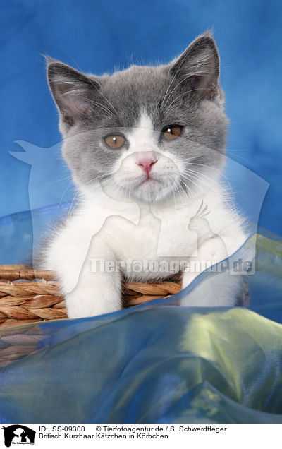 Britisch Kurzhaar Ktzchen in Krbchen / British Shorthair Kitten in basket / SS-09308