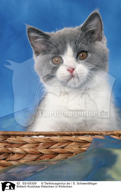 Britisch Kurzhaar Ktzchen in Krbchen / British Shorthair Kitten in basket / SS-09309