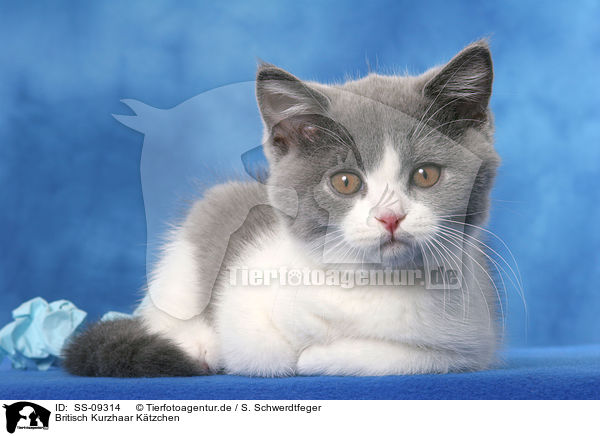 Britisch Kurzhaar Ktzchen / British Shorthair Kitten / SS-09314