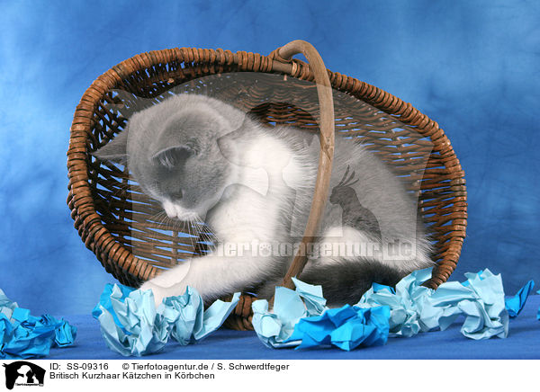 Britisch Kurzhaar Ktzchen in Krbchen / British Shorthair Kitten in basket / SS-09316